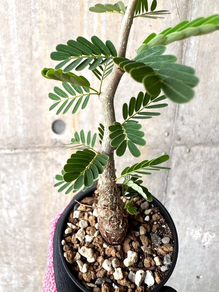 Amazon｜【現品限り】センナ・メリディオナリス 実生【H19